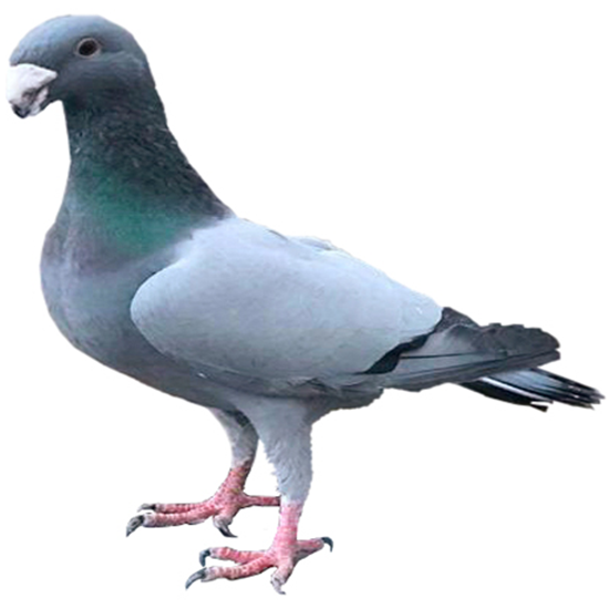 German Beauty Homer Pigeon